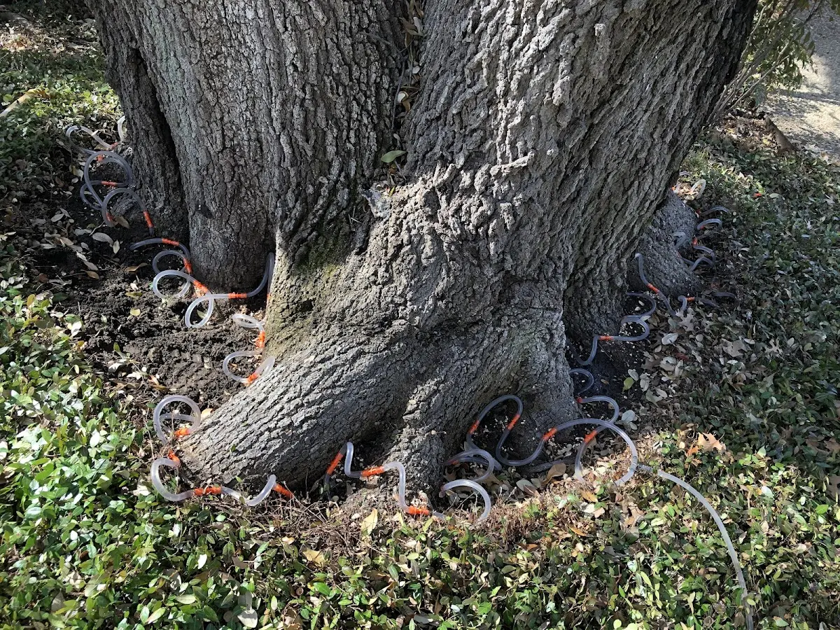 Detailed Tree Cabling and Bracing job site in Point Marion