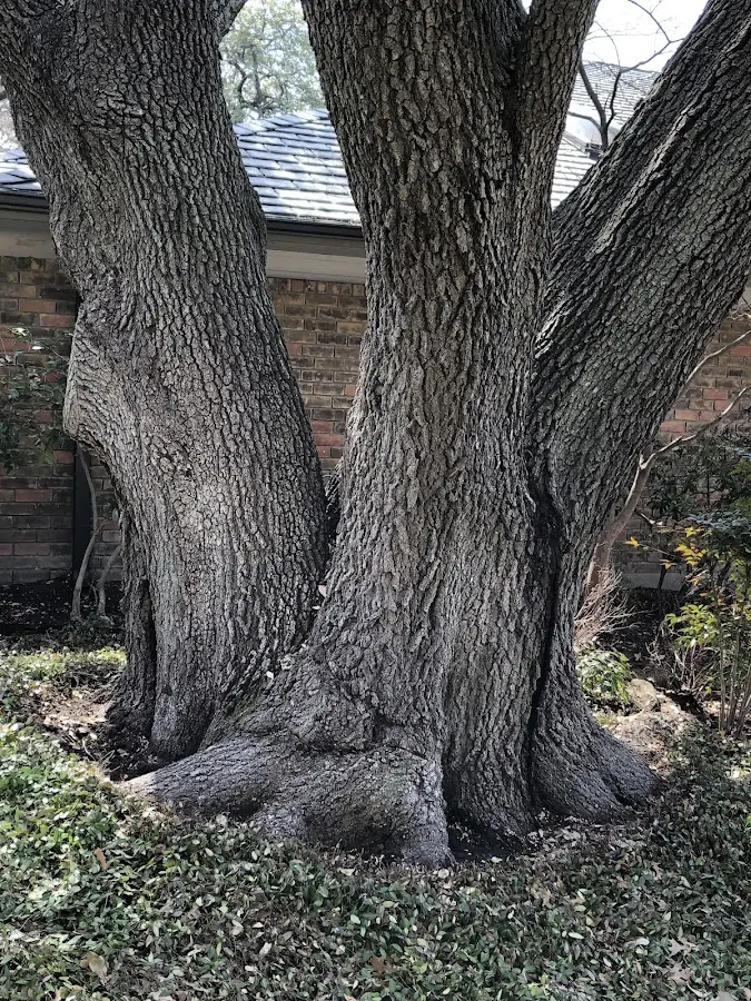 Mature heritage tree close to a Point Marion property cared for by certified arborists